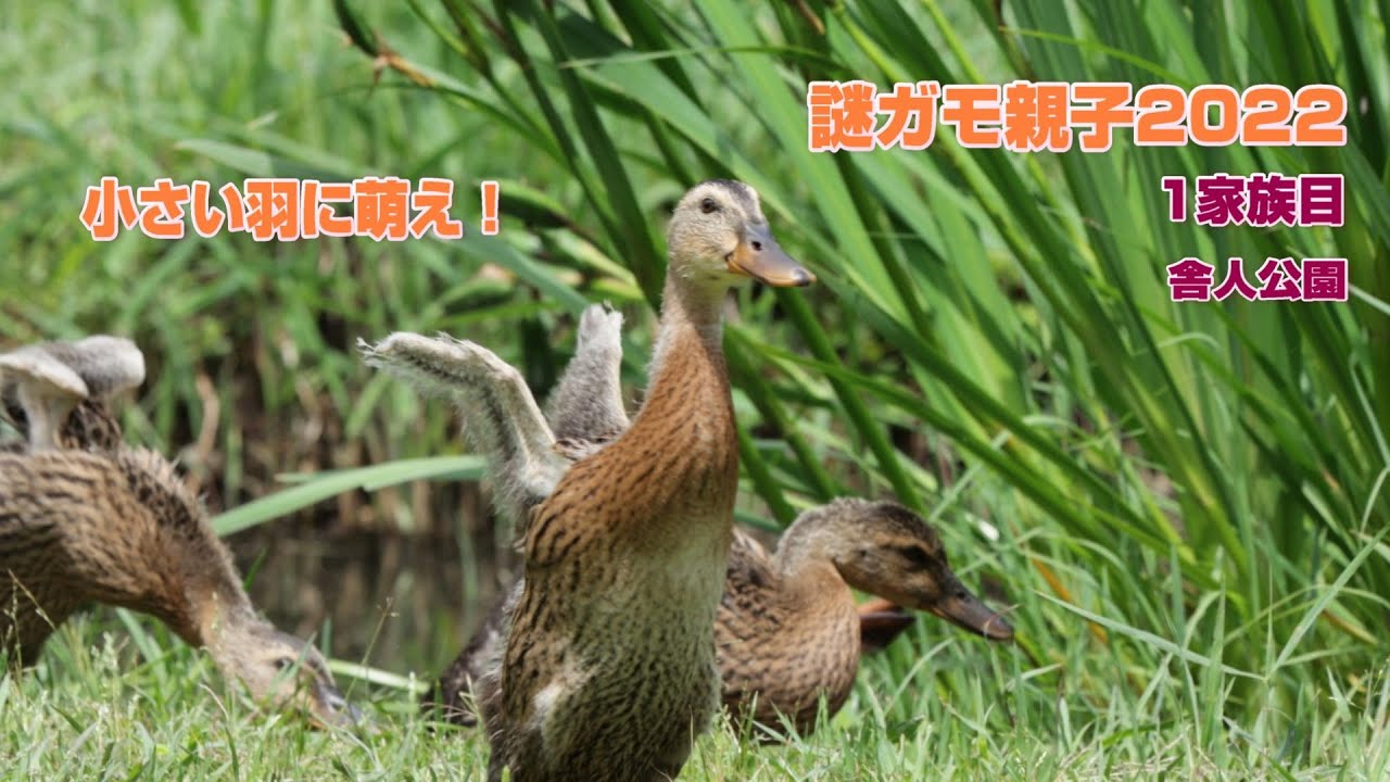 カルガモ？マガモ？アイガモ？アヒル？中ガモちゃんの小さい羽に萌え！ 舎人公園謎ガモ親子2022・38日め・2022年6月10日