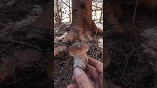 Boletus edulis,forest therapyshorts new viral nature foryou steinpilze porcini funghi wild