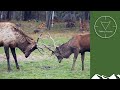 Roaring Irish red stag hunt with a rifle