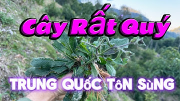 Cây Thổi Lửa, Trung Quốc Săn Lùng - Dân Ta Thờ Ơ | CTVC