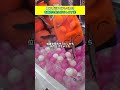 3本爪タグ刺しまとめ#クレーンゲーム