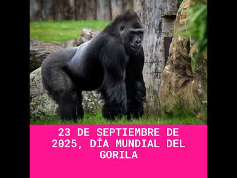 23 de Septiembre de 2025, Día Mundial del Gorila