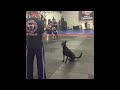 Belgian Malinois dog loves kick boxing gym