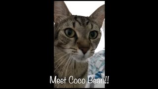 Meet Coco Bean! by CARE - Cat Adoption & Rescue Efforts, Inc 159 views 3 years ago 2 minutes, 8 seconds