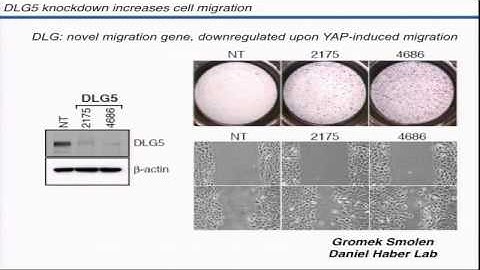 BroadE: Functional Genomic Screens in the RNAi Platform