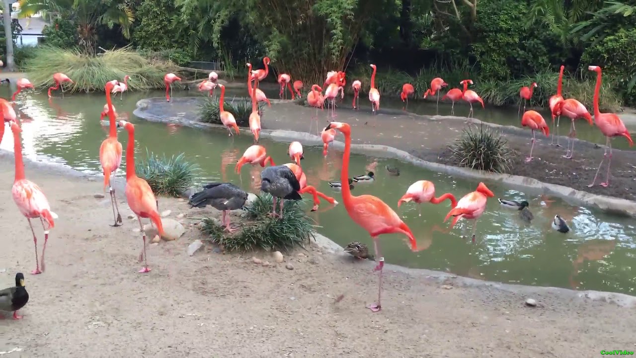 Красный фламинго - Phoenicopterus ruber