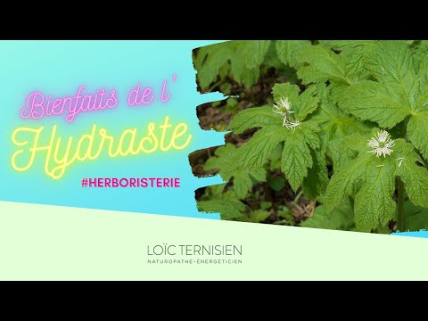 Vidéo: Comment prendre l'hydraste ?