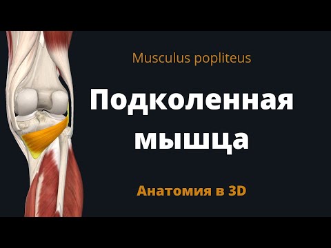 Подколенная мышца. Musculus popliteus. Анатомия в 3D.