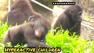 Jabali seems hyperactive???Djeecoゴリラ迪亞哥金剛猩猩|20240107-11taipeizoo gorilla 台北市立動物園