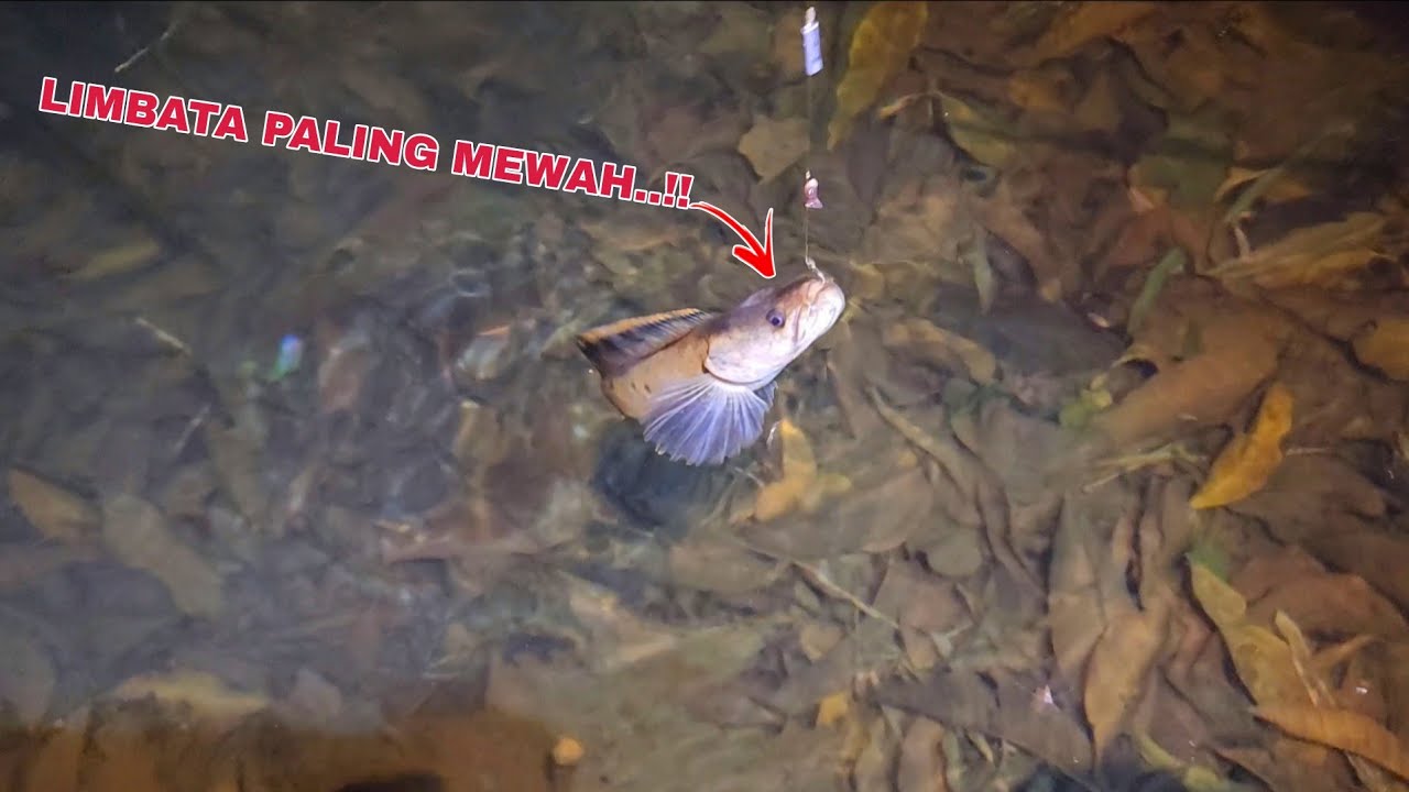 DILUAR NALAR..!! Dapat channa limbata aneh ditempat seperti ini || Berburu ikan channa limbata
