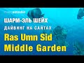 Шарм Эль Шейх. Дайвинг на сайтах Ras Umn Sid &amp; Middle Garden.