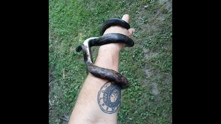 Rat Snake, Midwest Illinois