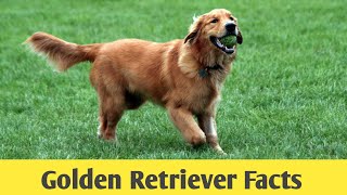 Golden retriever facts తెలుగులో