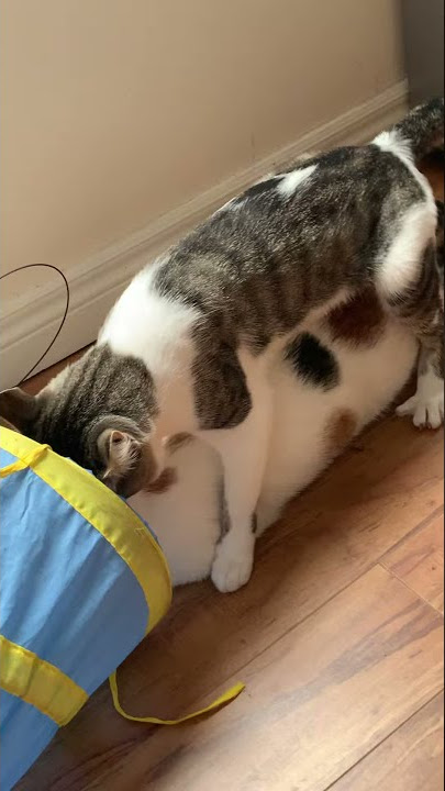Cat Breeding