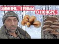 СОБИРАЮ ЗИМНИЕ ГРИБЫ В НОЯБРЕ ! ВЕШЕНКА И ФЛАММУЛИНА, зимний опёнок