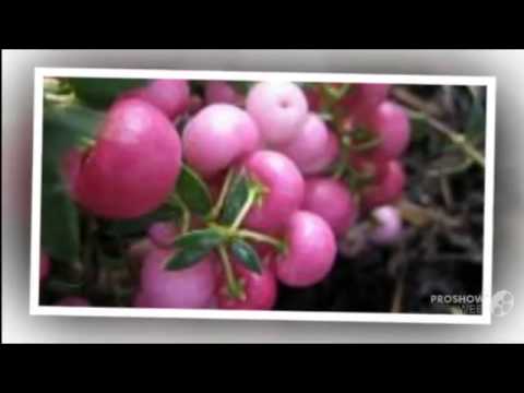 Vidéo: Pernettya Plant Care - Apprenez à faire pousser un buisson de Pernettya