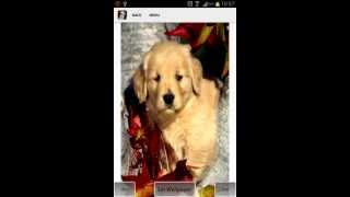 Cute Puppies Live Wallpaper Android App (old version) screenshot 1