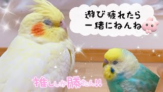 かわいすぎる甘えん坊たち🐥💓#たまご保育園#セキセイインコ#オカメインコ#インコ