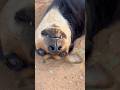 Feeding street dogs #cute reaction #ytshorts #viral #new #shorts