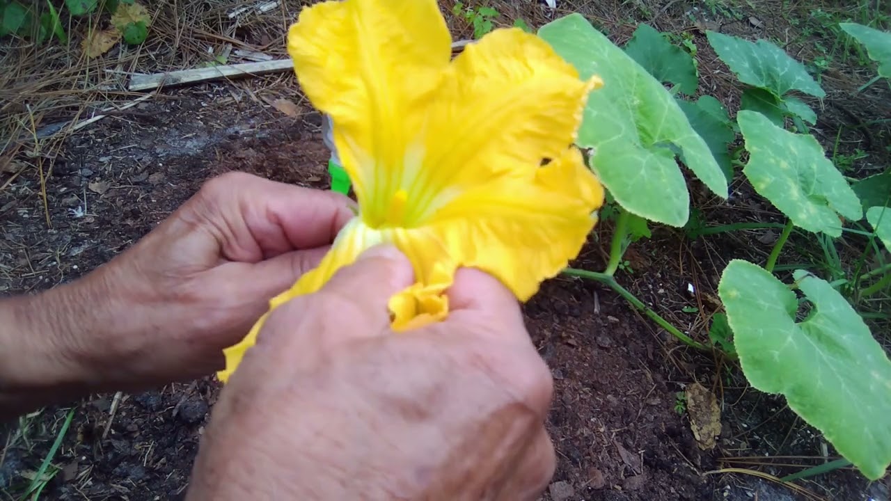 Metodo de polinizacion manual de la calabaza.