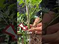 Using Plastic Clips Instead of Rope🌱#farming