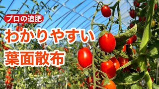 【ミニトマト追肥】葉面散布で美味しいミニトマトをたくさん収穫
