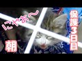【子猫保護】保護3日目の朝 ぴゃーぴゃー鳴いて甘える子猫がかわいすぎます【保護猫/捨て猫/迷い猫/はぐれ猫】
