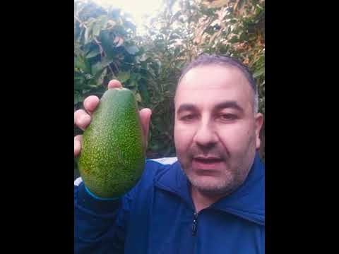 افوكادو بيكون