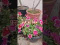 फूलों का महत्व/Importance of Flowers