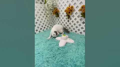 Watch the video about Exotic Shorthair Kitten 🧨🐱🦋 is A Firecracker Watch Him Dive Butterfly