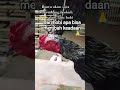 Mangon sandur viral #mangon #pama #viral #ayamkampung