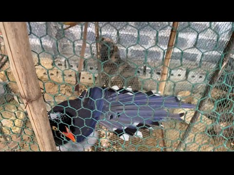Video Chim Phượng Hoàng Đất 5 Năm Biết Hót Như Choè Luôn... - youtube