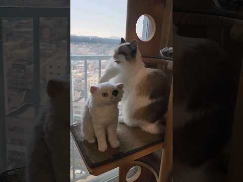 다이진고양이 양모펠트 인형만들기 완성후 캣타워에 뒀더니 궁금했는지 냄새맡고 맛보는 망고ㅋㅋ #고양이일상 #양모펠트 #needlefelt  #다이신고양이