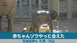 赤ちゃんゾウやっと会えた 名前投票も、札幌・円山