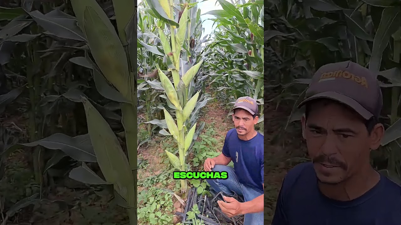 NUEVE MAZORCA en una planta de MAIZ 