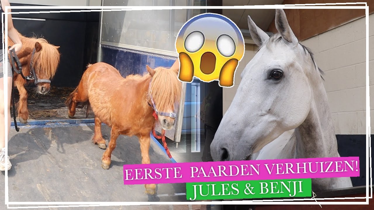 DE EERSTE PAARDEN VERHUIZEN naar de NIEUWE LOCATIE! || Paardzoektbaas