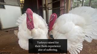 Will you take a stand for turkeys this Thanksgiving? by AnimalPlace 360 views 2 years ago 59 seconds