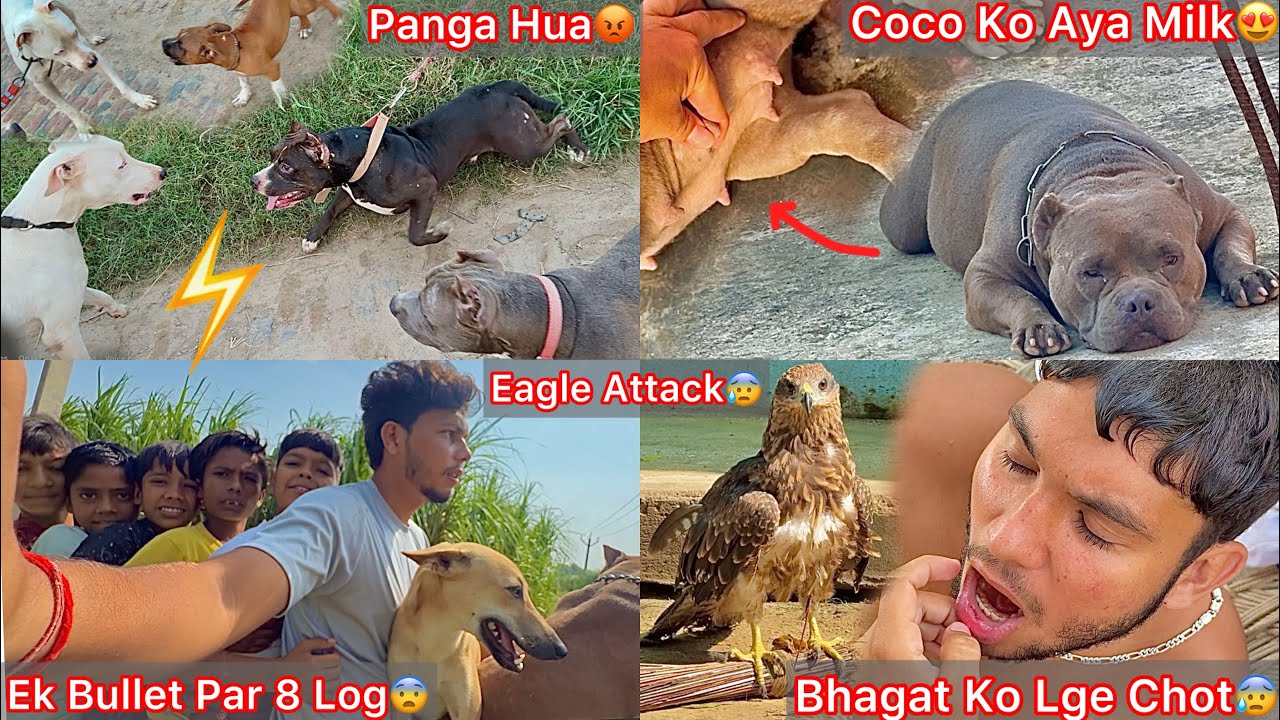 Shera Eagle N Hamla Kiya😨Bhagat Ko Chot Lag Gye🤕Coco Rani Ko Milk Aya😍Puppies Soon🐶Redking Vs Dogo😨