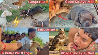 Shera Eagle N Hamla Kiyabhagat Ko Chot Lag Gyecoco Rani Ko Milk Ayapuppies Soonredking Vs Dogo