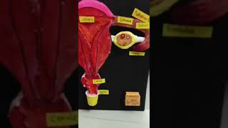 working model of menstruation 🩸#education #information #periods