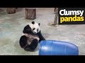 Cute and clumsy panda compilation 2019  pandas are awesome