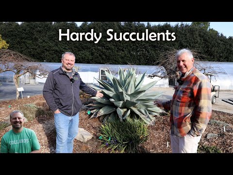 Video: Hoe lank leef 'n saguaro-kaktus?