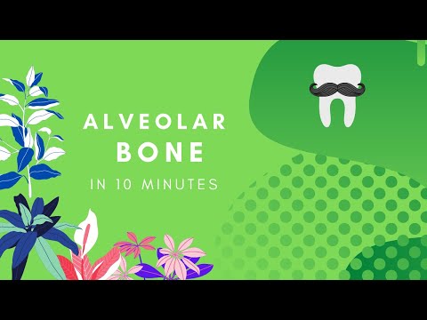 Alveolärt ben - Enkel histologi på 10 minuter
