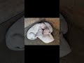 Dogo argentino