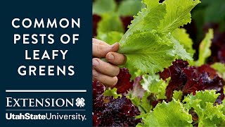 Common Pests of Leafy Greens