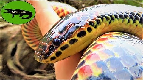 A LEGENDARY Snake! - We found a Rainbow Snake!