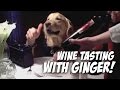 Wine tasting with ginger  dog eats with hands golden retriever