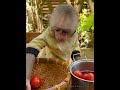 Thoughtful helper Qika, assist dad in cutting tomatoes together