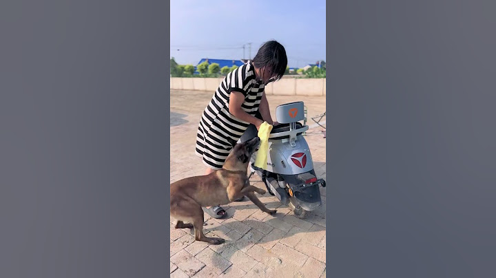 Emergency rescue dogs are awesome in times of danger. Dogs become sperm