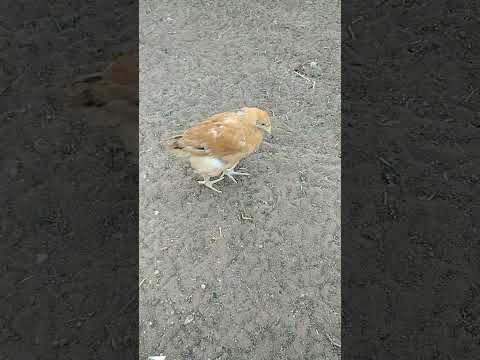 طريقة علاج كتكوت مريض